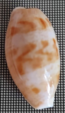 Talostolida teres alveolus (variété)