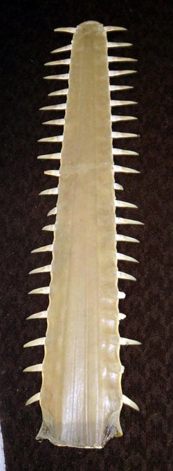 Rostre de requin-scie (Pristiophoriforme)