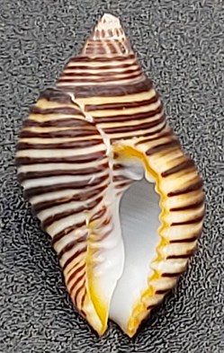 Pollia undosa
