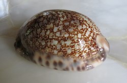 Mauriciana arabica