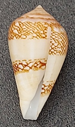 Conus mercator