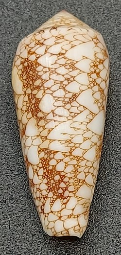 Conus textile verriculum