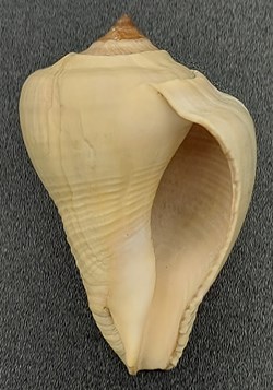 Strombus