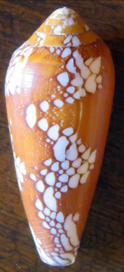 Conus omaria