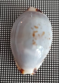 Purpuradusta gracilis