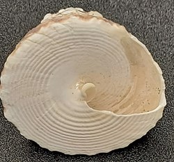 Tectus pyramis