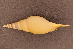 Tibia martinii