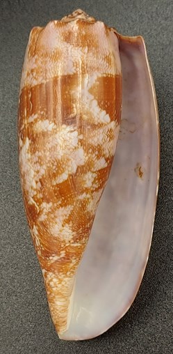 Conus geographus