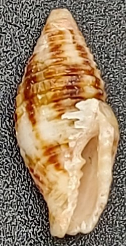 Nebularia ferruginea