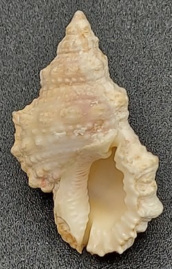Bufonaria margaritula
