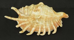 Lambis digitata
