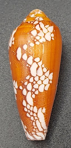 Conus episcopatus