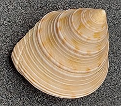 Calliostoma nobile