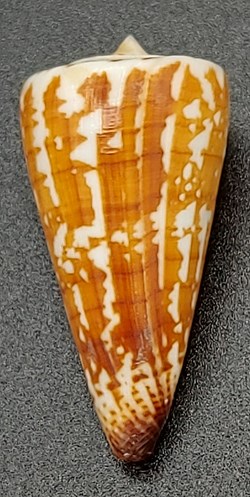 Conus maldivus