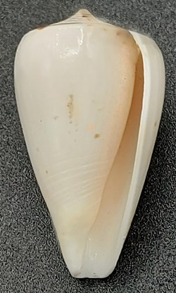 Conus eburneus