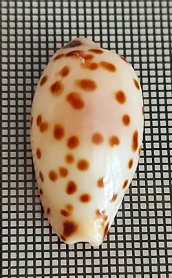 Ransoniella punctata
