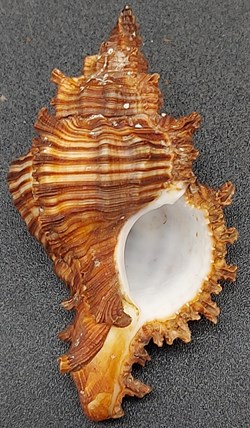 Chicoreus torrefactus