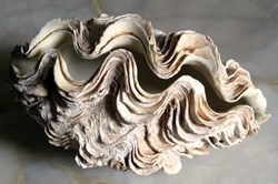 Tridacna squamosa