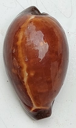 Erronea onyx