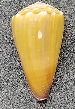 Conus sanguinolentus