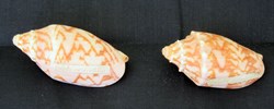 Cymbiola vespertilo