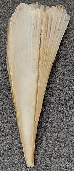 Pinna rudis