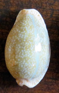 Erosaria erosa (Porcelaine érodée)
