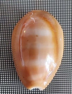 Lyncina schilderorum