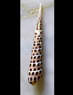 Terebra subulata