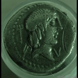 Denier Calpurnia