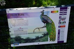 Paon Bleu