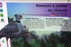 Kamichi à collier ou chauna