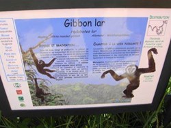 Gibbon Lar