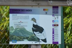 Condor des Andes