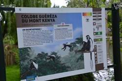 Colobe Guéréza du mont Kenya