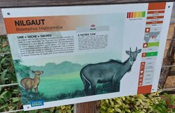 Nilgaut