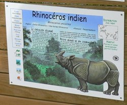 Rhinocéros Indien
