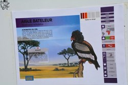 Aigle Bateleur