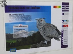 Grand-duc de sibérie