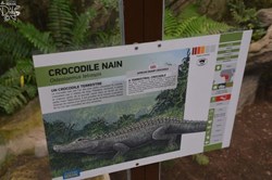 Crocodile Nain