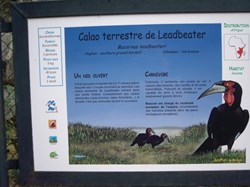 Calao terrestre de leadbeater