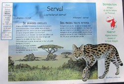 Serval