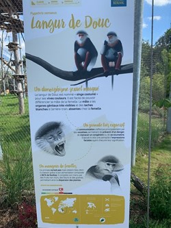 Langur de Douc