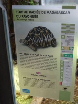 Tortue radiée de Madagascar ou rayonnée