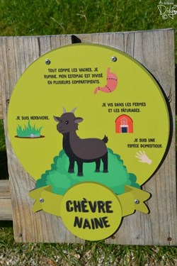 Chèvre Naine