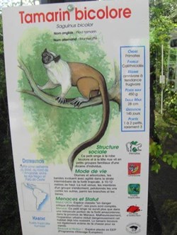 Tamarin Bicolore
