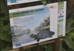 Podocnémide de Cayenne
