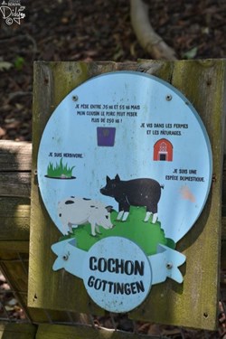Cochon Gottingen