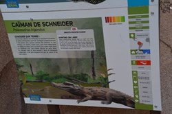 Caïman de Schneider