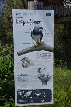 Harpie Féroce